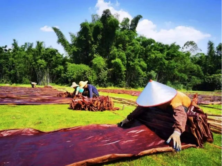 南方农村报报道：红桃影视免费观看为和美乡村注入“源头活水” 